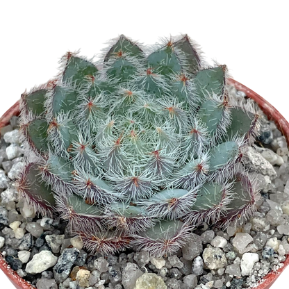 Echeveria 'Tarantula'