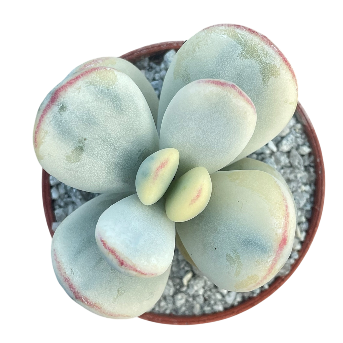 Cotyledon orbiculata 'Unicorn Poop'