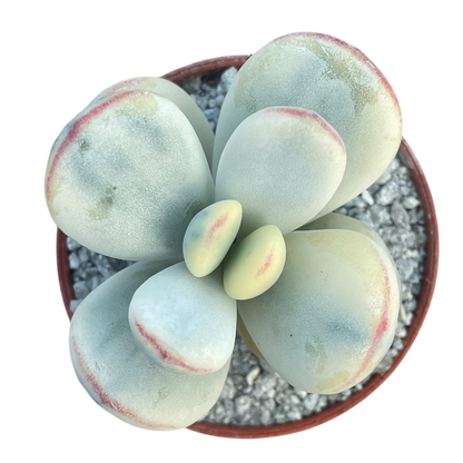 Cotyledon orbiculata 'Unicorn Poop'