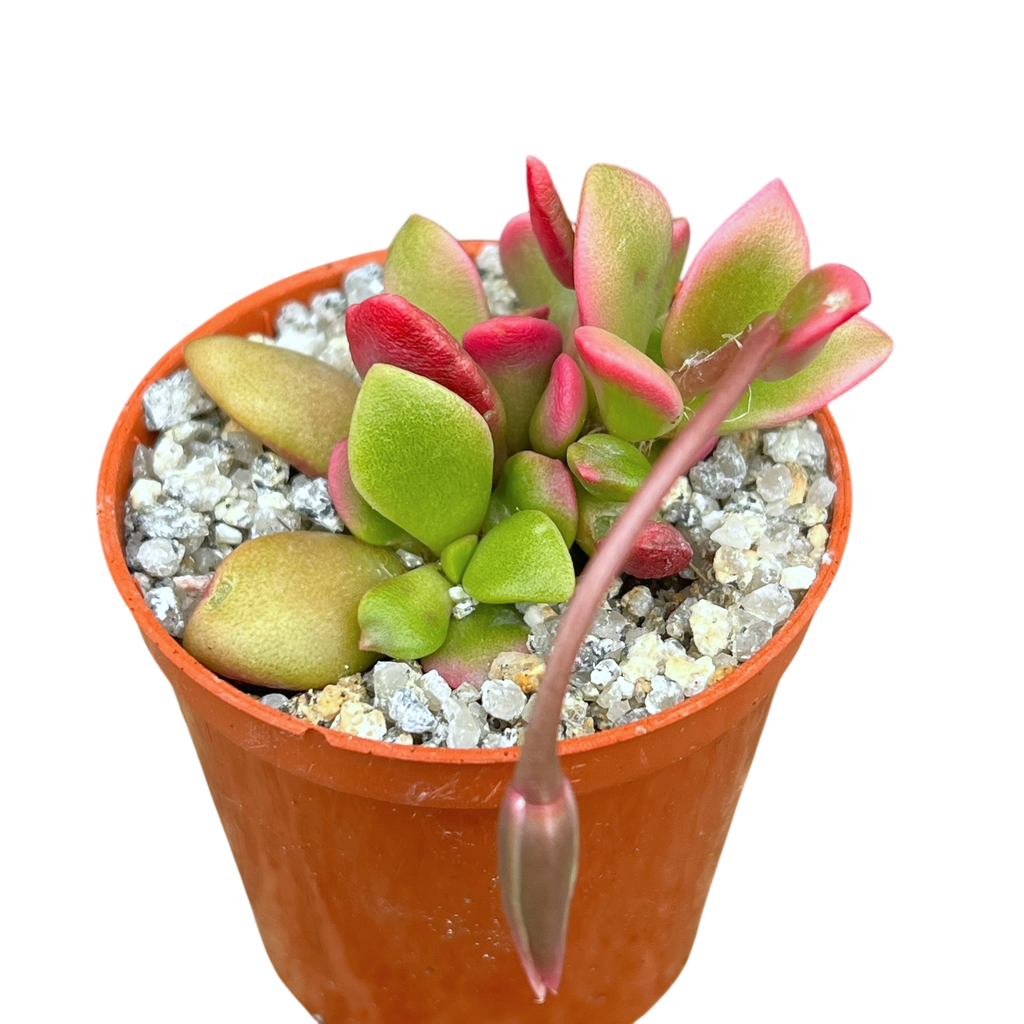 Anacampseros telephiastrum variegata