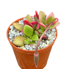 Anacampseros telephiastrum variegata