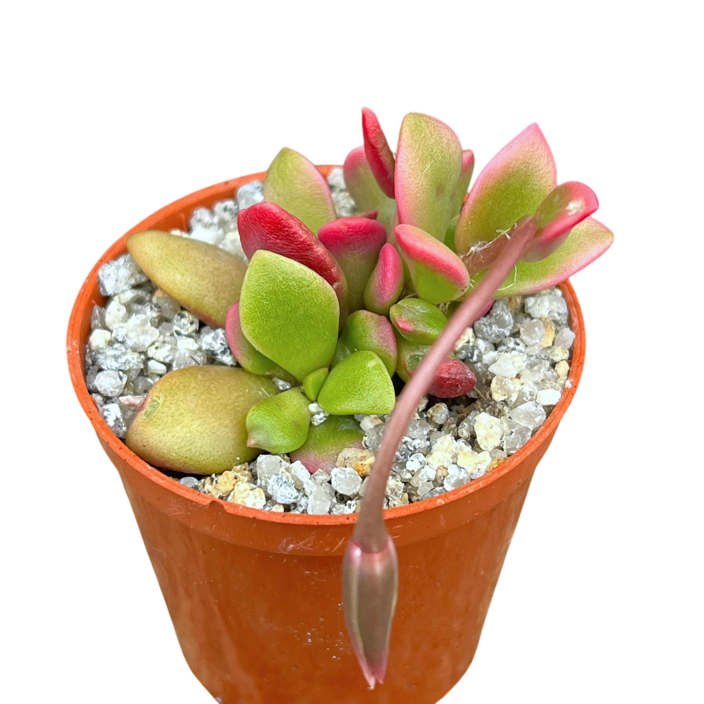 Anacampseros telephiastrum variegata