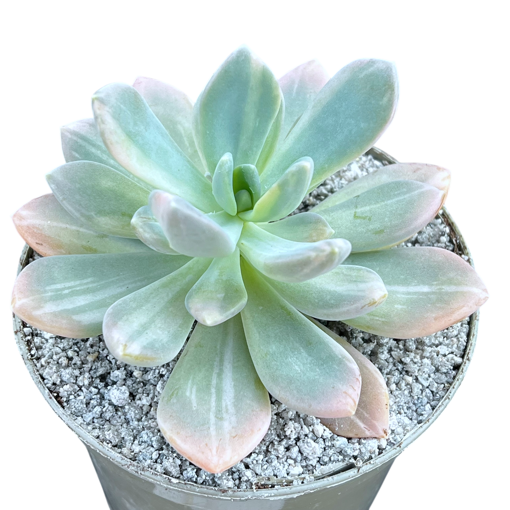 x Graptophytum 'Supreme' variegata