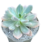 x Graptophytum 'Supreme' variegata