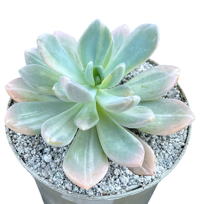 x Graptophytum 'Supreme' variegata