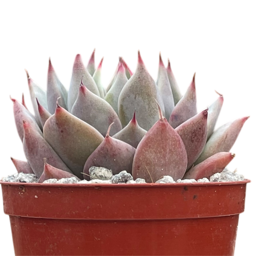Echeveria 'Larega'