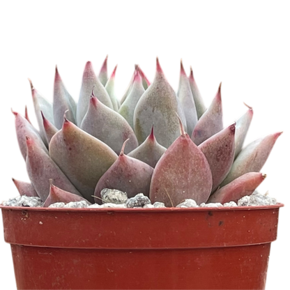 Echeveria 'Larega'