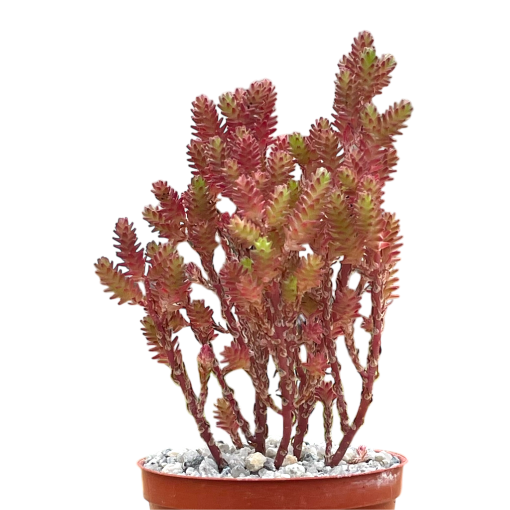 Sedum moranense