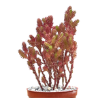 Sedum moranense