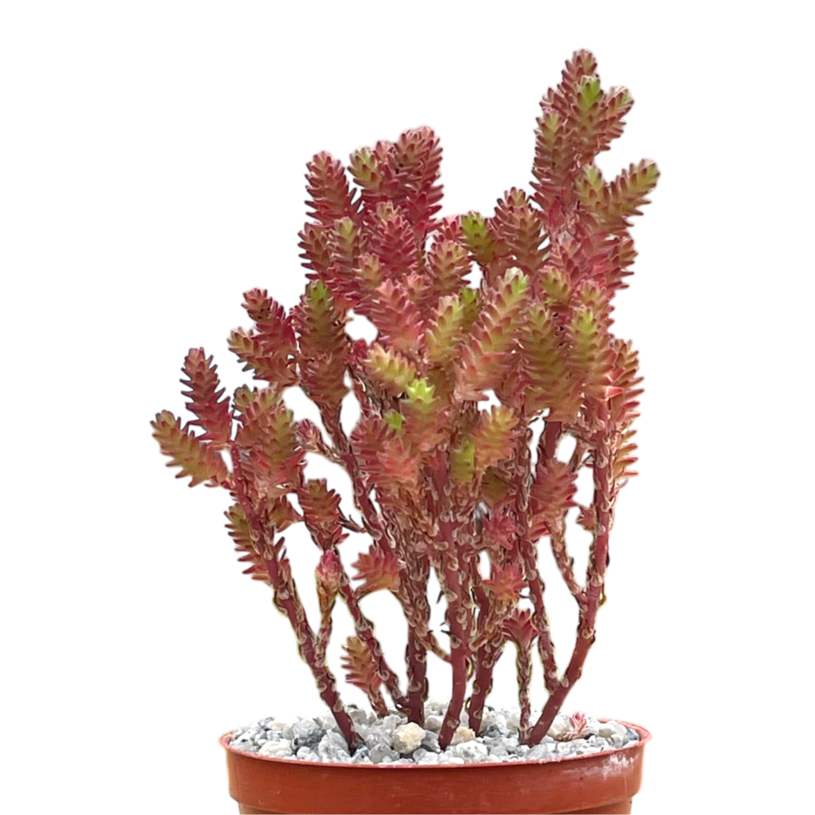 Sedum moranense