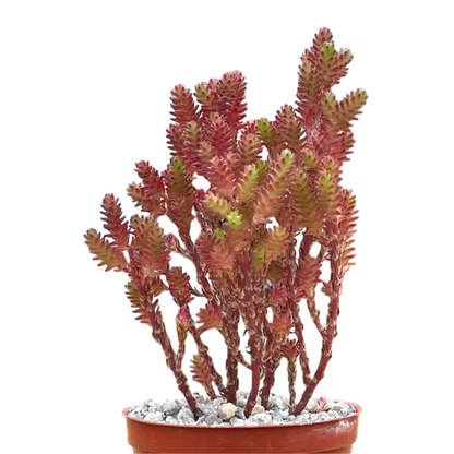 Sedum moranense