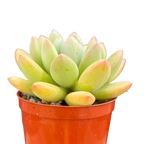 x Pachyveria 'Thunderbird'