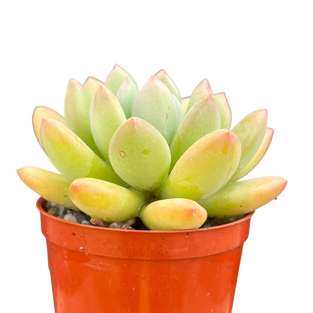 x Pachyveria 'Thunderbird'