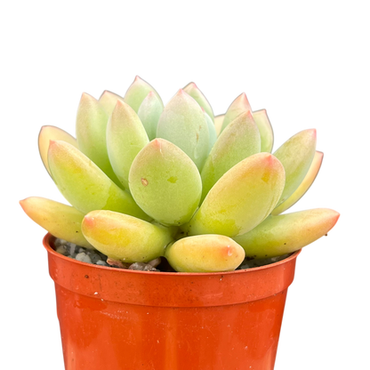 x Pachyveria 'Thunderbird'