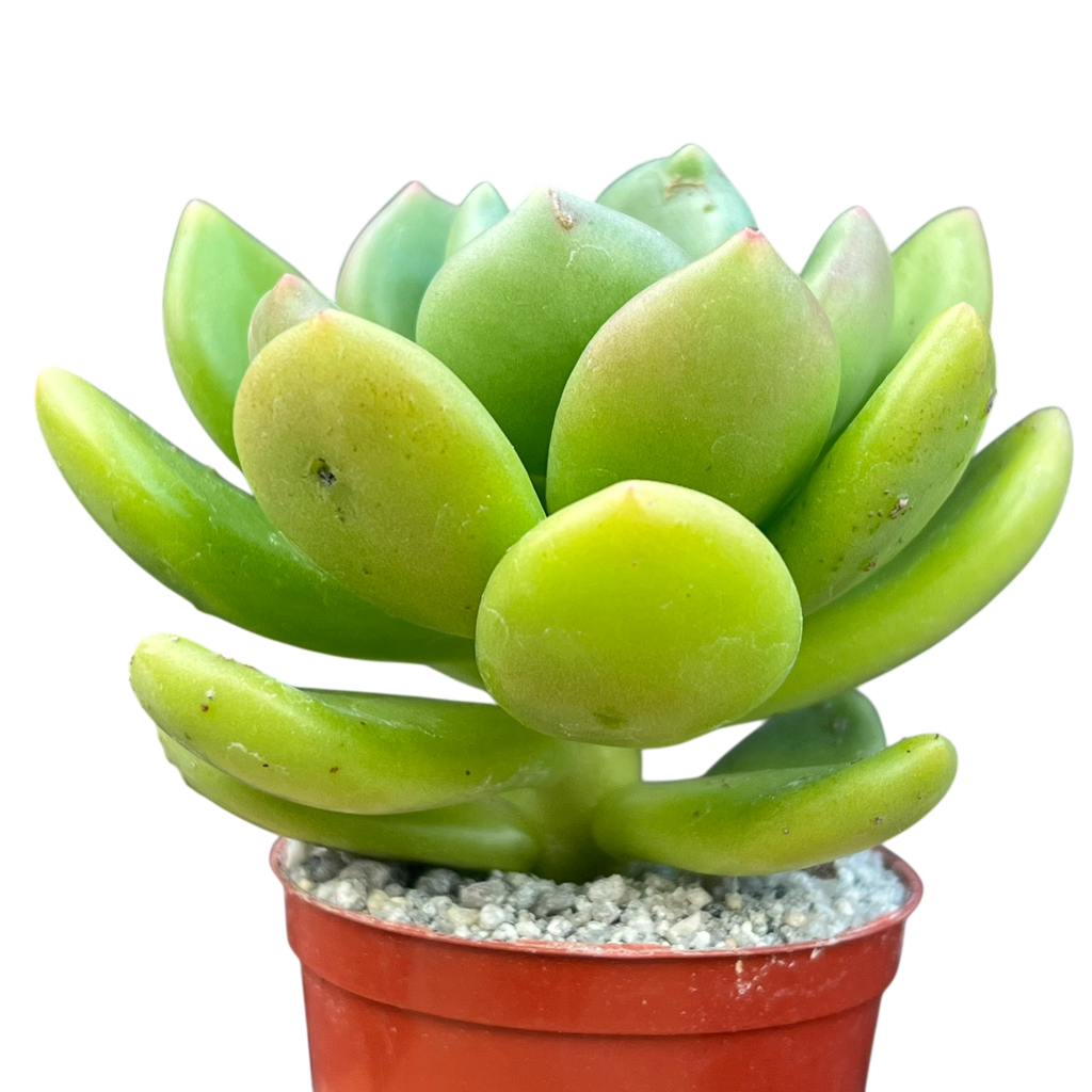 Cremnophila linguifolia