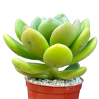 Cremnophila linguifolia
