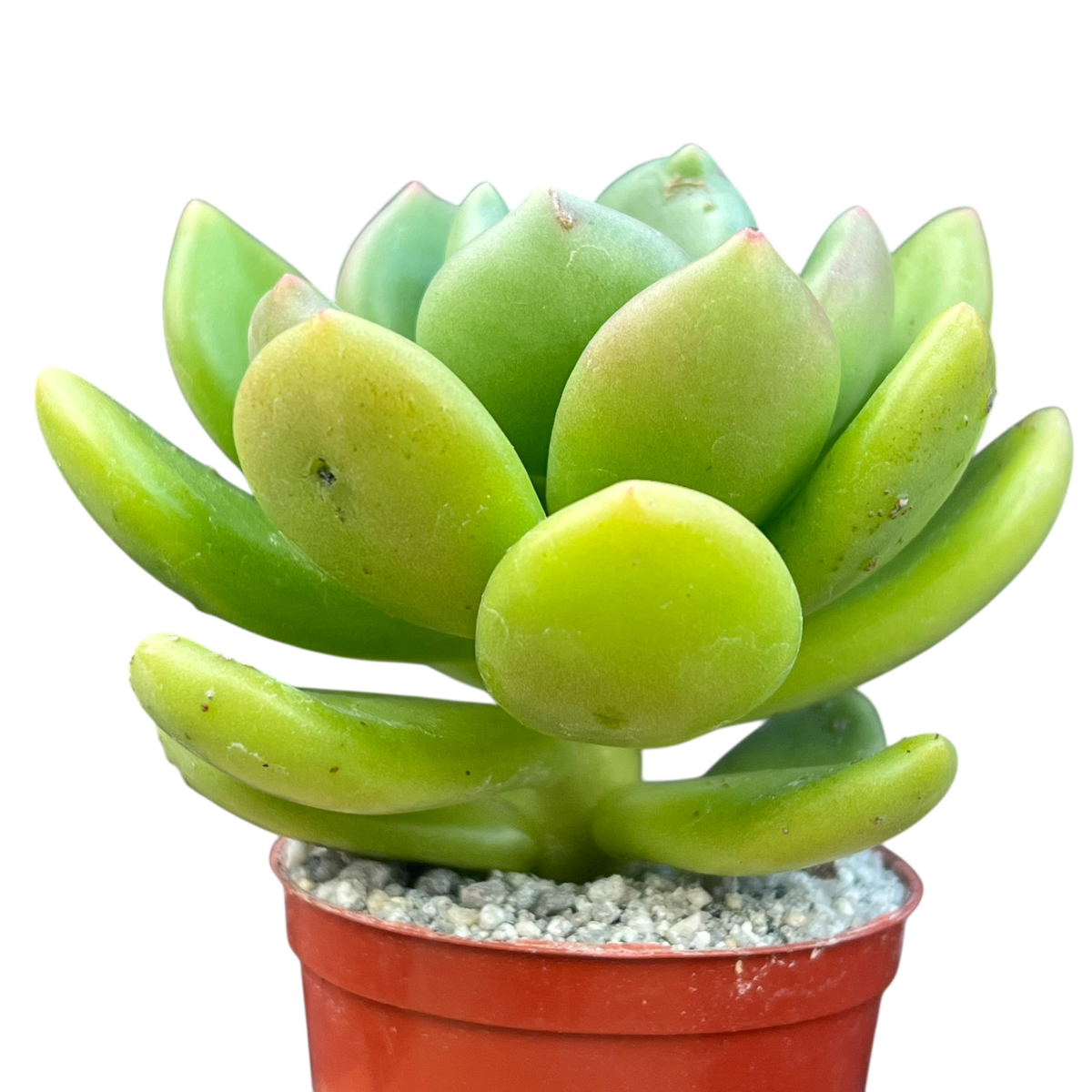 Cremnophila linguifolia