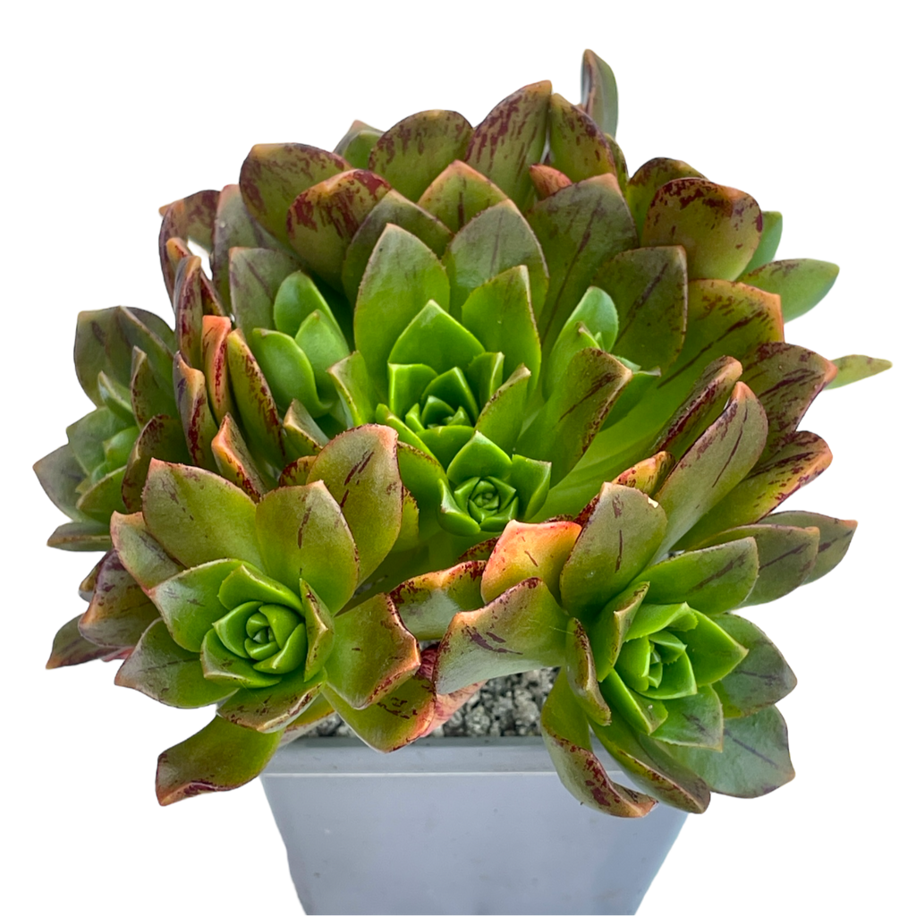 Aeonium 'Bronze Medal'