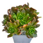 Aeonium 'Bronze Medal'