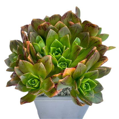 Aeonium 'Bronze Medal'