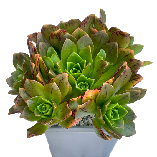 Aeonium 'Bronze Medal'