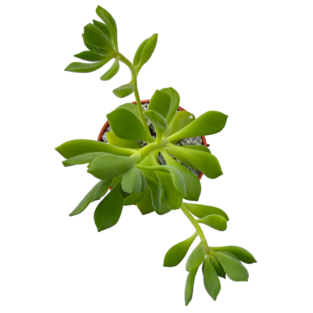Aeonium viscatum