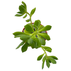 Aeonium viscatum