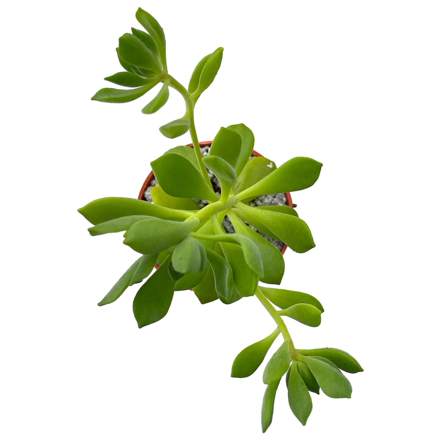Aeonium viscatum