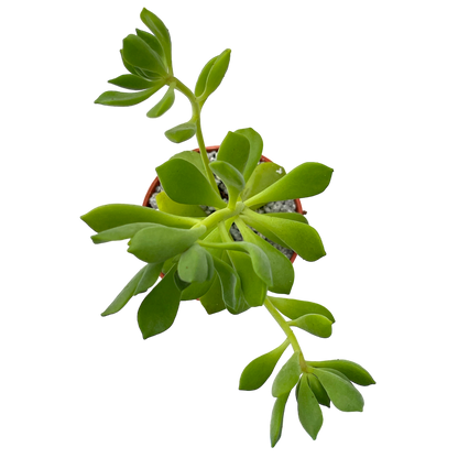 Aeonium viscatum