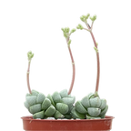 Crassula deceptor