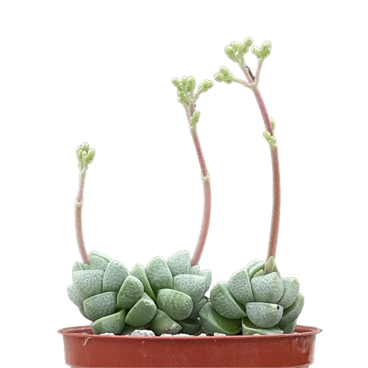 Crassula deceptor