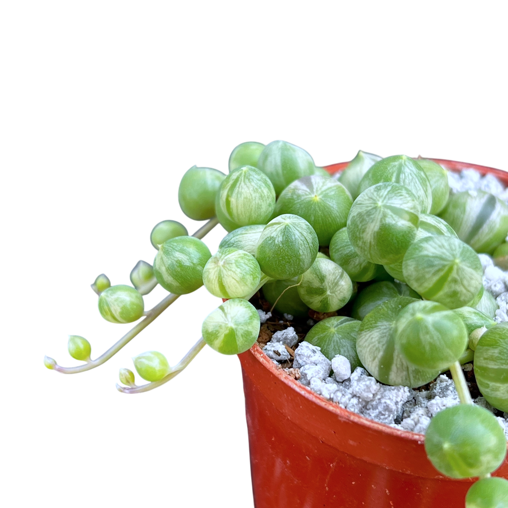 Curio rowleyanus 'Variegata'