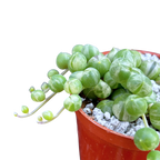 Curio rowleyanus 'Variegata'