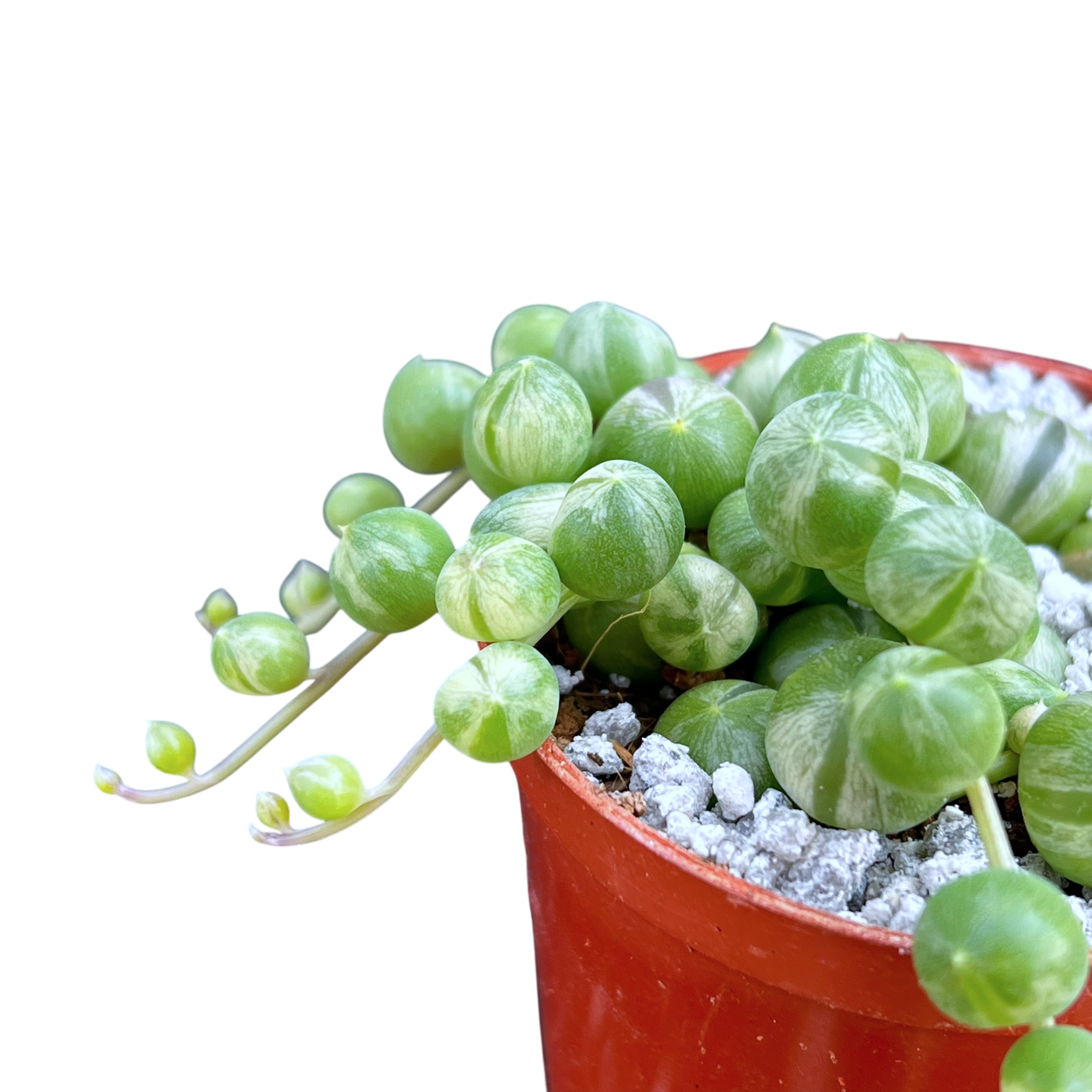 Curio rowleyanus 'Variegata'