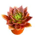 Echeveria 'Black Prince'