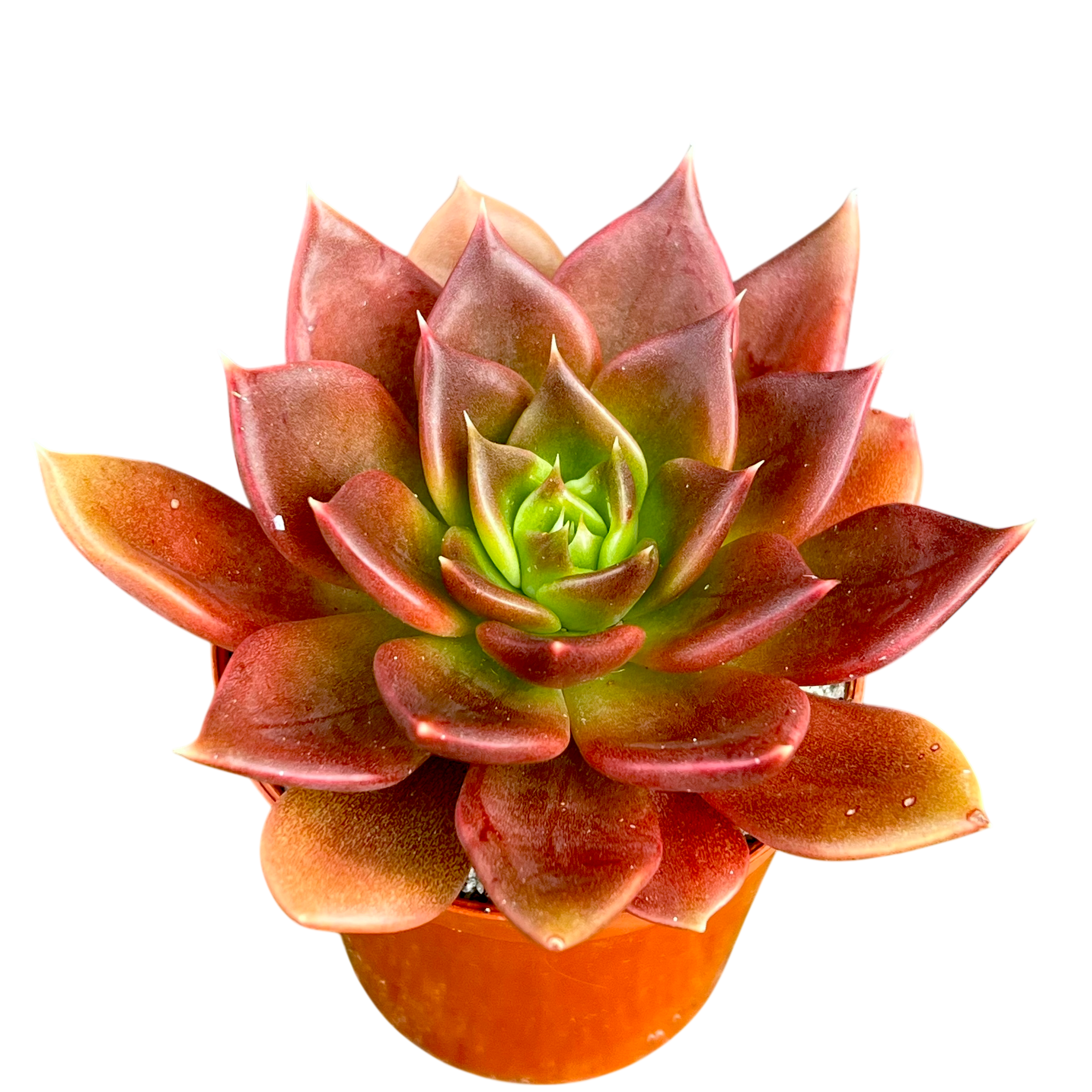 Echeveria 'Black Prince'