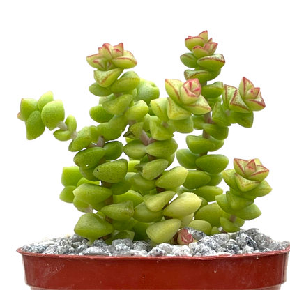 Crassula rupestris var. monticola