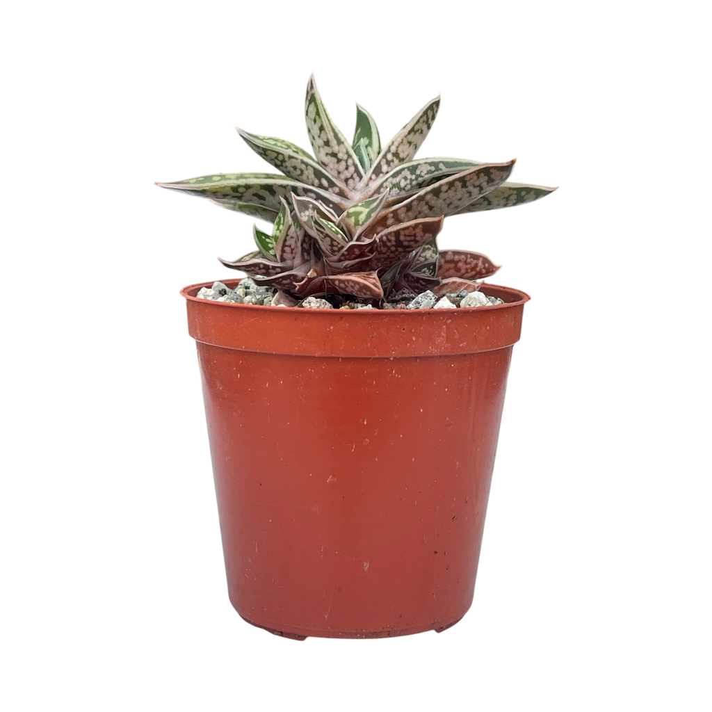 Gasteria bicolor var. liliputana