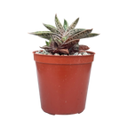 Gasteria bicolor var. liliputana