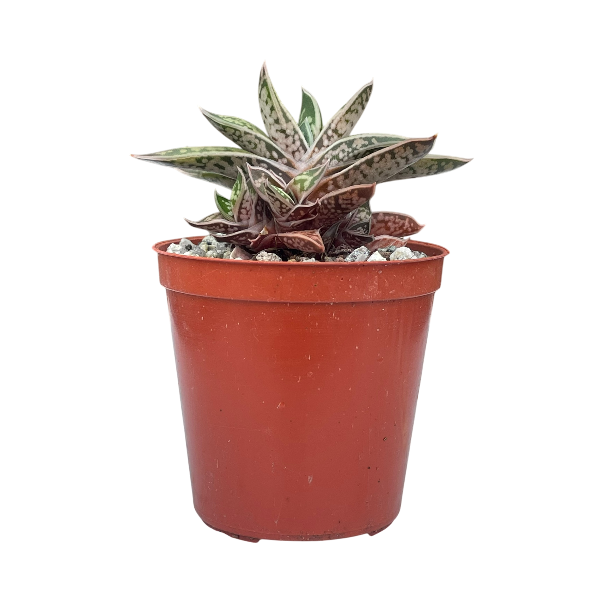 Gasteria bicolor var. liliputana
