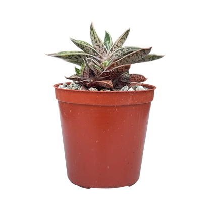 Gasteria bicolor var. liliputana