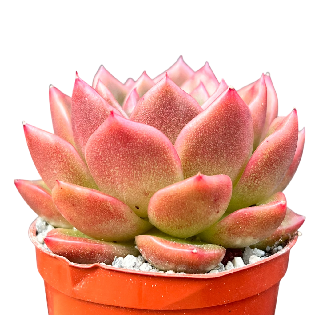 Echeveria 'Crystal Maze'