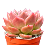 Echeveria 'Crystal Maze'