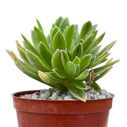 Aeonium x barbatum