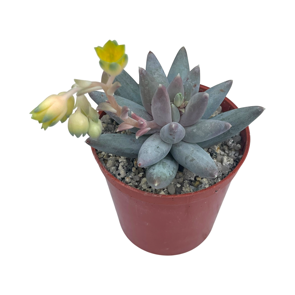 Pachyphytum coeruleum