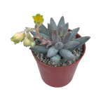 Pachyphytum coeruleum