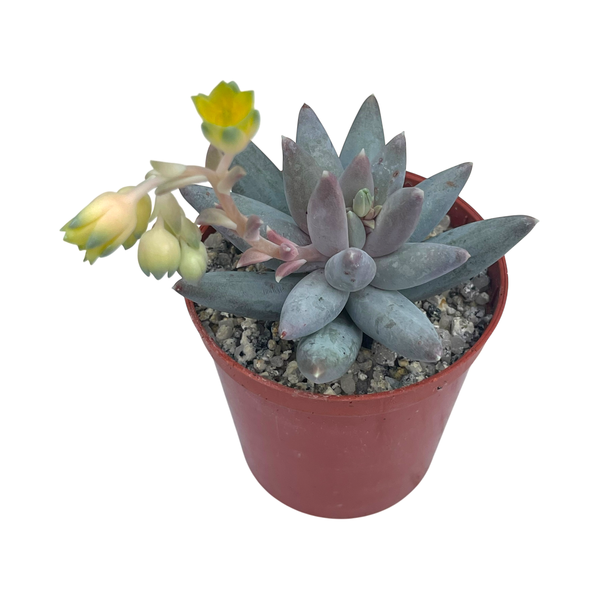 Pachyphytum coeruleum