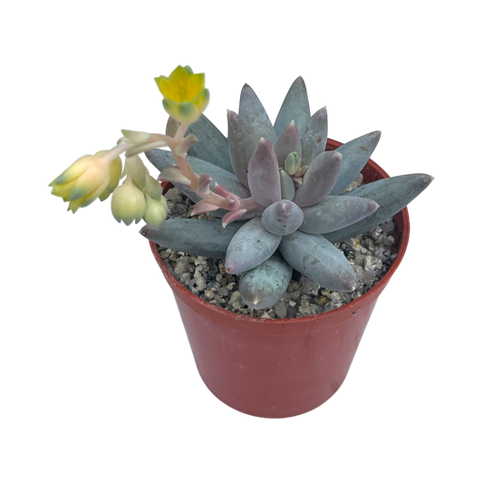 Pachyphytum coeruleum