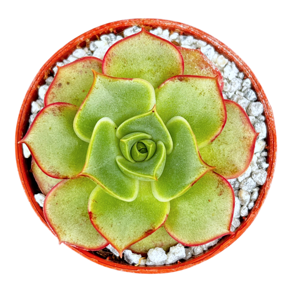 Echeveria longissima