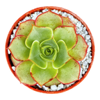 Echeveria longissima